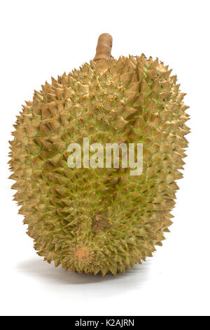 Closeup Mon Thong Durian Frucht auf weißem Hintergrund Stockfoto