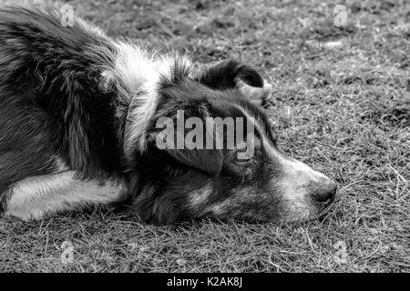 Ein Border Collie (Canis Lupus Familiaris) wartet auf Befehle bei Schäferhund Demonstration auf Leault Farm, Kincraig, Schottland, Vereinigtes Königreich. Stockfoto