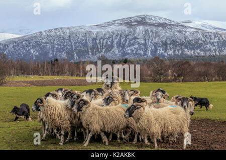Schäferhund Demonstration mit Border Collies (Canis Lupus Familiaris) Herding eine Reihe von schottischen Blackface Schaf, Kincraig, Schottland, Großbritannien. Stockfoto