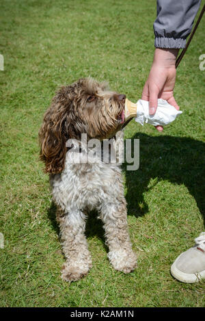 Ein Cockapoo Hund bis zum Alter von 3 Jahren essen einer doggy Ice Cream ein Dorf Dog Show in England. Stockfoto