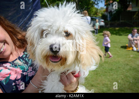 Eine cavapoo Hund im Alter von 11 Monate alten ein Dorf Dog Show in England. Stockfoto