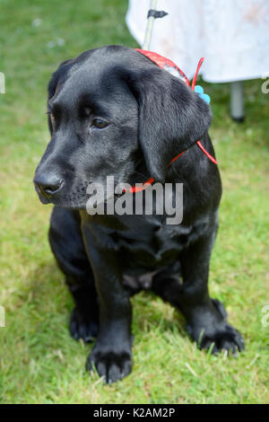 Ein schwarzer Labrador Welpen im Alter von 15 Wochen alt in einem Dorf Dog Show in England. Stockfoto