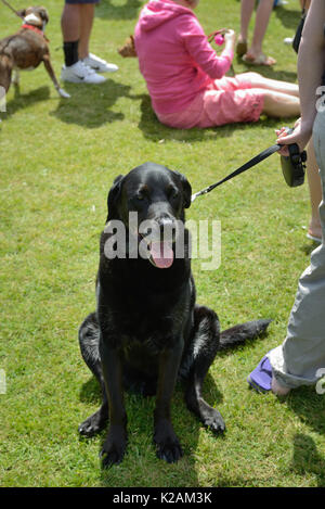 Einen großen schwarzen alten Labrador Hund an ein Dorf Dog Show in England. Stockfoto