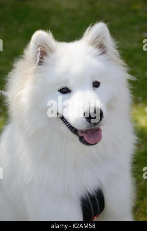 Ein bulldog Hund 20 Monate in einem Dorf Dog Show in England im Alter. Stockfoto