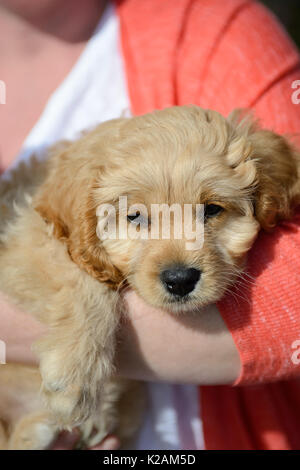 Eine cavapoo Welpen im Alter von 9 Wochen alt in den Armen des Besitzers. Stockfoto