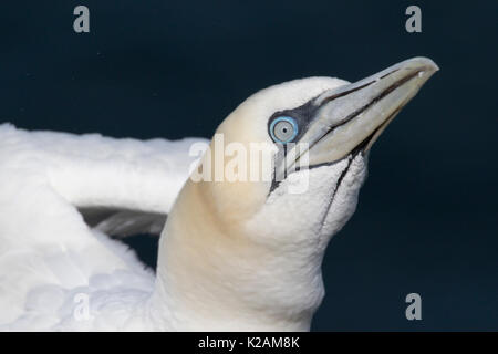 Northern Gannet (Morus bassanus) RSPB Reservat Troup Kopf, Aberdeenshire, Schottland, Großbritannien Stockfoto