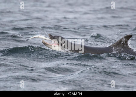 Großer Tümmler (Tursiops truncatus) Essen Lachs (Salmo salar) in den Moray Firth, Chanonry Point, Schottland, Großbritannien Stockfoto