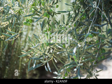 Olive Tree Branch mit grünen wenig Oliven Stockfoto