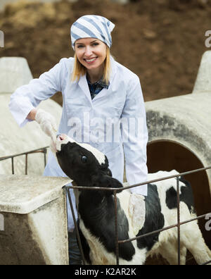 Nach Tierarzt die Pflege von Neugeborenen Kalb im Tierhaltungsbetrieb Stockfoto