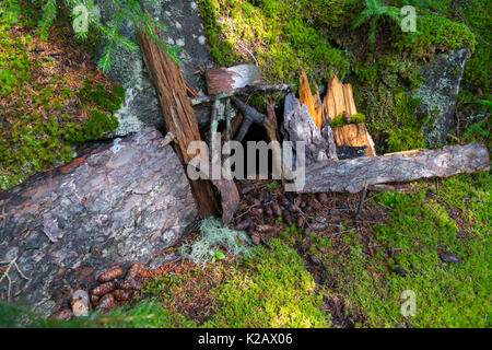 USA Maine ICH Monhegan Island Fairy Haus in der Kathedrale Woods Stockfoto