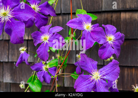 USA Maine ICH Monhegan Island eine Clematis Chevalier Pflanze, die auf der Seite des Geschindelten Haus Stockfoto
