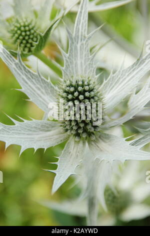 Die silbrig weiß spiky Blumen von Eryngium giganteum Silver Ghost' an der Grenze von einem Englischen Garten im Sommer (Juli), UK Stockfoto