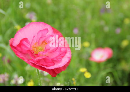 Doppel Shirley Mohn (Papaver rhoeas), ein robustes jährliches mit Pastellfarben und seidigen Blüten, Blütezeit, die in einer englischen bildliche Wiese an Mitte Sommer Stockfoto