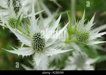 Die silbrig weiß spiky Blumen von Eryngium giganteum Silver Ghost' an der Grenze von einem Englischen Garten im Sommer (Juli), UK Stockfoto