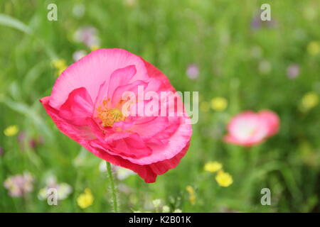 Doppel Shirley Mohn (Papaver rhoeas), ein robustes jährliches mit Pastellfarben und seidigen Blüten, Blütezeit, die in einer englischen bildliche Wiese an Mitte Sommer Stockfoto