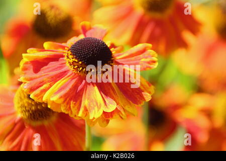 Die bronze- und orange daisy Blüten von Helenium 'Waltraut', oder Sneezeweed, blühende, in der Grenze ein Englischer Garten im Spätsommer Stockfoto