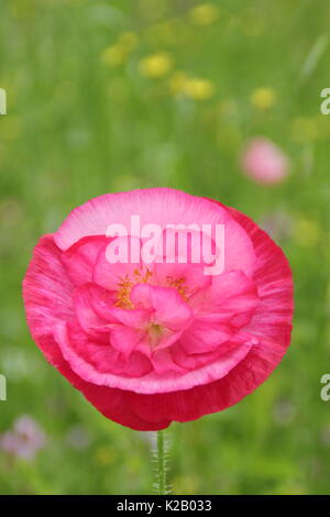 Doppel Shirley Mohn (Papaver rhoeas), ein robustes jährliches mit Pastellfarben und seidigen Blüten, Blütezeit, die in einer englischen bildliche Wiese an Mitte Sommer Stockfoto