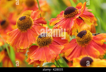 Die bronze- und orange daisy Blüten von Helenium 'Waltraut', oder Sneezeweed, blühende, in der Grenze ein Englischer Garten im Spätsommer Stockfoto