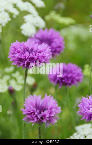 Lila kornblumen (Centaurea cyanus) und Bishop's Blume (Ammi majus) Jährliche bilden eine malerische Wiese in einem Englischen Garten in Mitte Sommer, Großbritannien Stockfoto