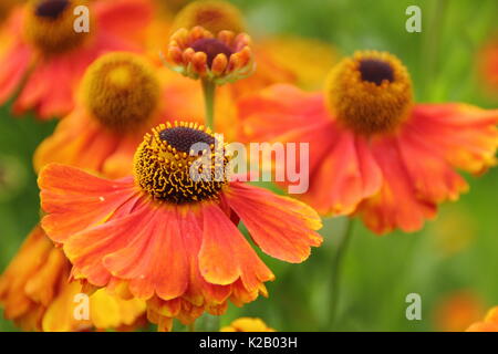 Helium. Die bronzenen und orangen Gänseblümchen-ähnlichen Blüten von Helenium „Waltraut“ oder Sneezeweed, die im Spätsommer an der Grenze eines englischen Gartens blühen Stockfoto