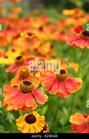 Die bronze- und orange daisy Blüten von Helenium 'Waltraut', oder Sneezeweed, blühende, in der Grenze ein Englischer Garten im Spätsommer Stockfoto