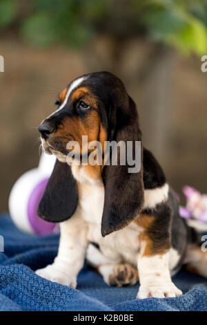 Schließen Sie den wunderschönen Welpen von Basset Hound mit traurigen Augen und die langen Ohren sitzt auf einer Decke. Sanft und beruhigend, entspannend Stockfoto