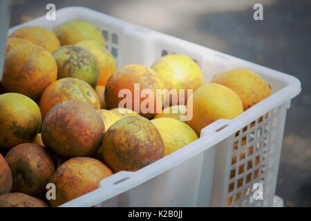 Früchte in der tradisonal Markt, Malang Indonesien Stockfoto