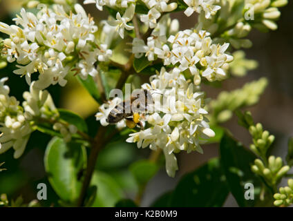 Ligustrum vulgare, Liguster, Hecke, Evergreen im Herbst Stockfotografie -  Alamy