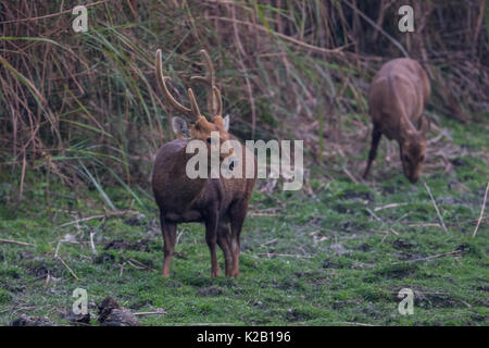 Die Indische hog Rotwild (Hyelaphus porcinus) ist reichlich im Kaziranga National Park, Assam, Indien gesehen. Stockfoto