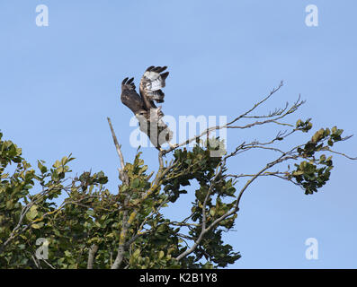 Mäusebussard, Buteo buteo, vom Baum, in Lancashire, Großbritannien Stockfoto