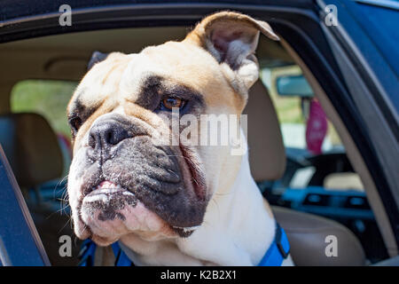 Bild von eine französische Bulldogge im Auto sitzen Stockfoto