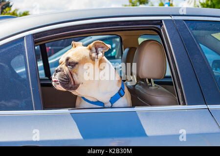 Bild von eine französische Bulldogge im Auto sitzen Stockfoto