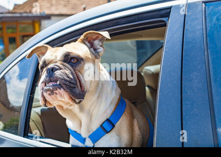 Bild von eine französische Bulldogge im Auto sitzen Stockfoto