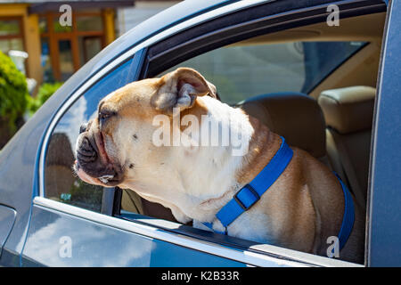 Bild von eine französische Bulldogge im Auto sitzen Stockfoto