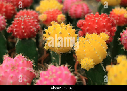 Geschlossen bis Bündel bunte Mini Kakteen, mehrfarbige Mini Kaktus Pflanzen für den Hintergrund Stockfoto