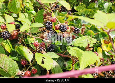 Reife Brombeeren reif für die Ernte im Spätsommer Ernte Stockfoto