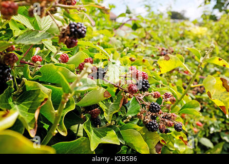 Reife Brombeeren reif für die Ernte im Spätsommer Ernte Stockfoto