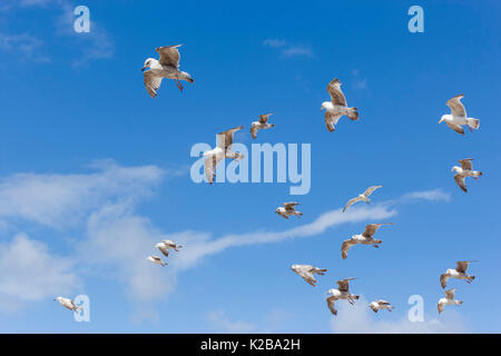 Herde von Möwen im Flug. Stockfoto