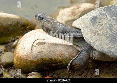 Arrau River turtle (Podocnemis expansa), Muster in Gefangenschaft Stockfoto