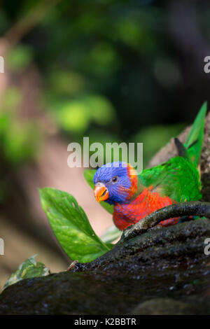 Rainbow Lorikeet Sitzen auf Baumstamm im Dschungel, Australien Stockfoto