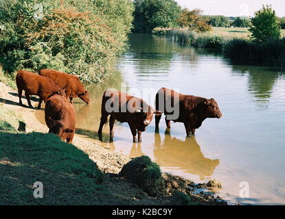 AJAXNETPHOTO. WITNEY, England. - Die tierische WASSERLOCH - Stiere AM UFER DER THEMSE. Foto: Jonathan Eastland/AJAX REF: TC 172617 10 Stockfoto