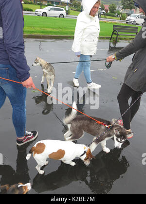 Leute, die Hunde in der Regen Stockfoto