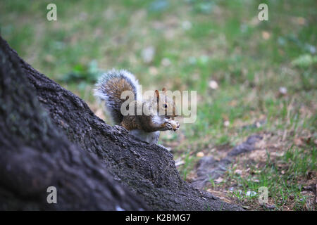 Graue Eichhörnchen essen im Park Stockfoto