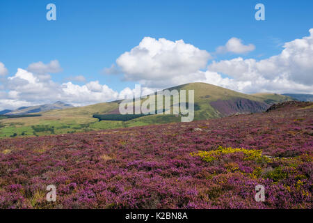 Moel Smytho Hang in blühenden Heidekraut und Ginster im Spätsommer abgedeckt. Moel Elio in Snowdonia darüber hinaus. Waunfawr, Caernarfon, Gwynedd, Wales, Großbritannien Stockfoto