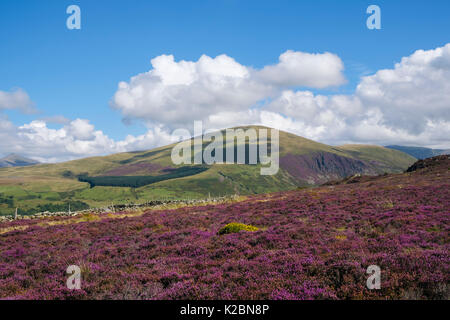 Moel Smytho Hang in blühende wilde Heidekraut und Ginster im Spätsommer abgedeckt. Moel Elio in Snowdonia darüber hinaus. Waunfawr Gwynedd Caernarfon Wales UK Stockfoto