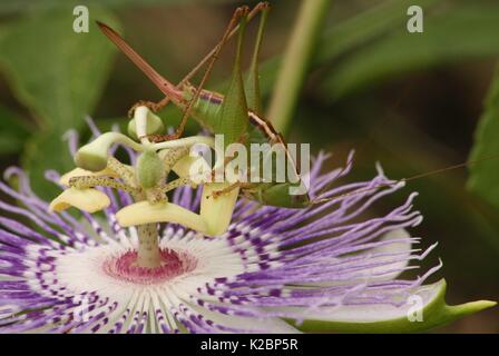 Eine grüne Heuschrecke oder katydid Klettern auf und essen einen schönen Purple Passion Flower gefunden in einer Wiese beim Wandern in Ocala, Florida. Stockfoto