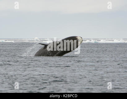 Bowhead whale (Balaena mysticetus) Verletzung, Kanada, Arktischen Ozean. Stockfoto