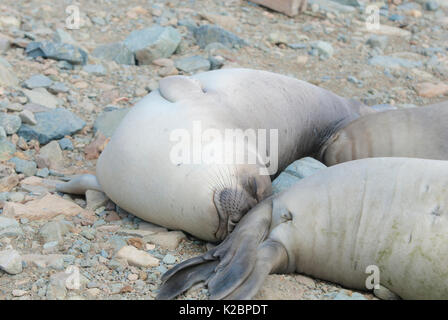 Nördlichen Seeelefanten (Mirounga leonina angustirostris) Schlafen am Strand, Baja California, Mexiko. Stockfoto