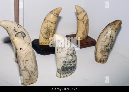 Scrimshaw - geschnitzte Pottwal (Physeter macrocephalus) Azoren, Portugal. Stockfoto