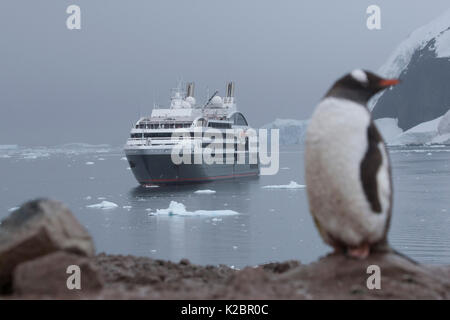 Gentoo Pinguin (Pygoscelis papua) mit ellsworthii Passagierschiff "Le Boreal' vor Anker in der Hintergrund, Neko Harbour, Andvord Bay, Antarktische Halbinsel, im Februar 2011. Alle nicht-redaktionelle Verwendungen muß einzeln beendet werden. Stockfoto